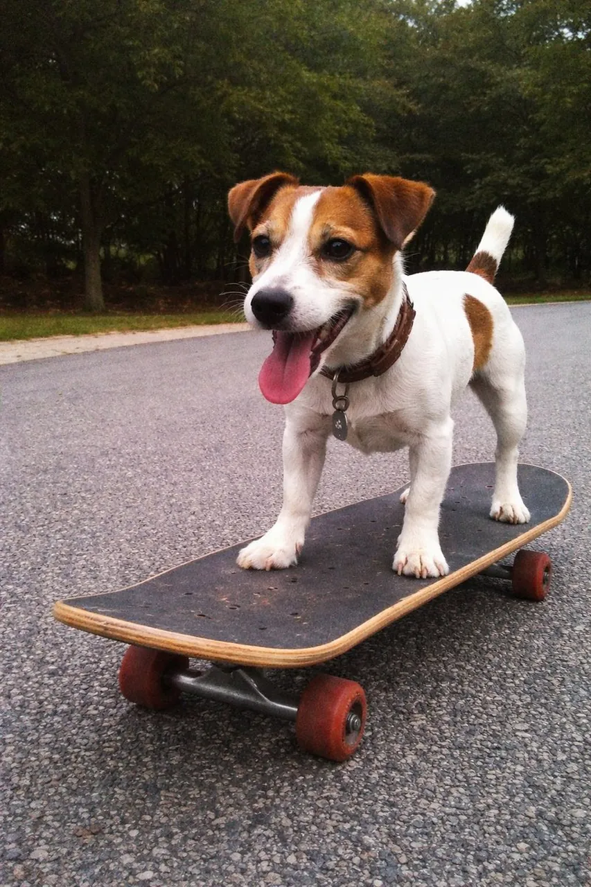 Prompt de foto original de iPhone de perro en monopatín