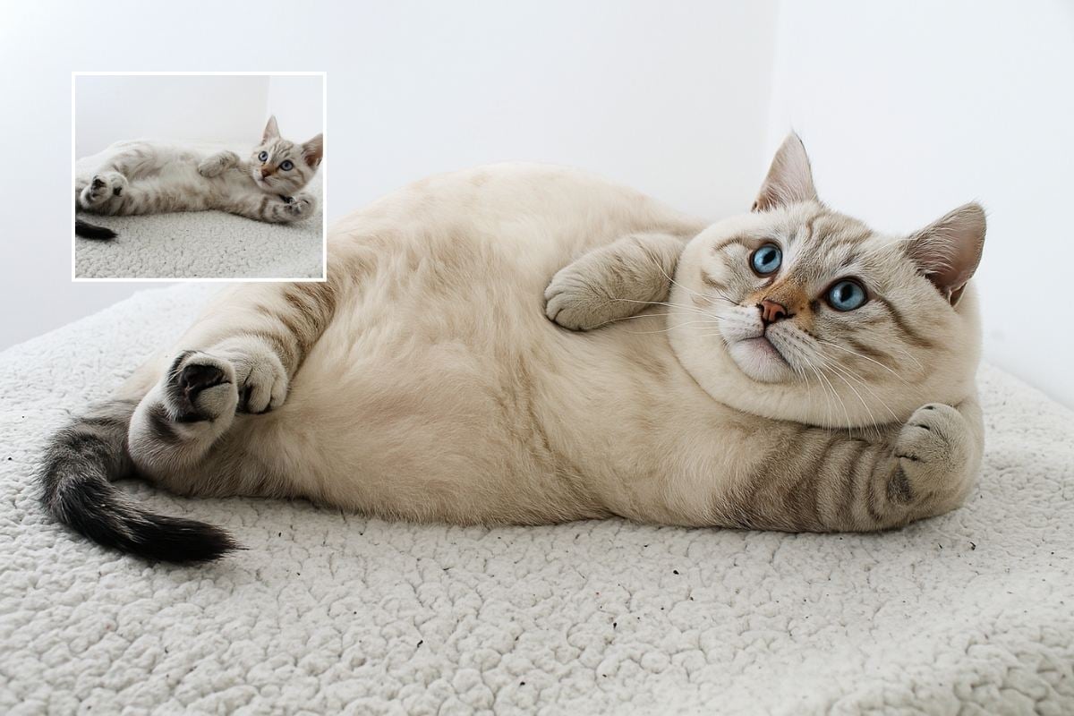 Group photo transformation showing multiple subjects with applied weight gain effects