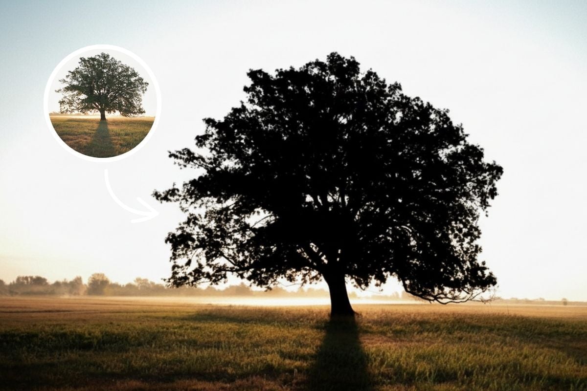 Transformación de foto a silueta