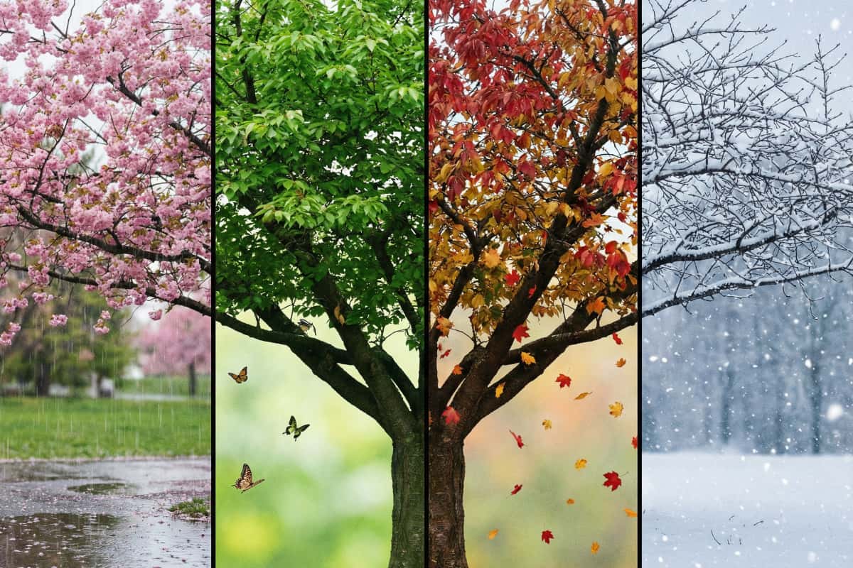 Nano Banana Pro Bild