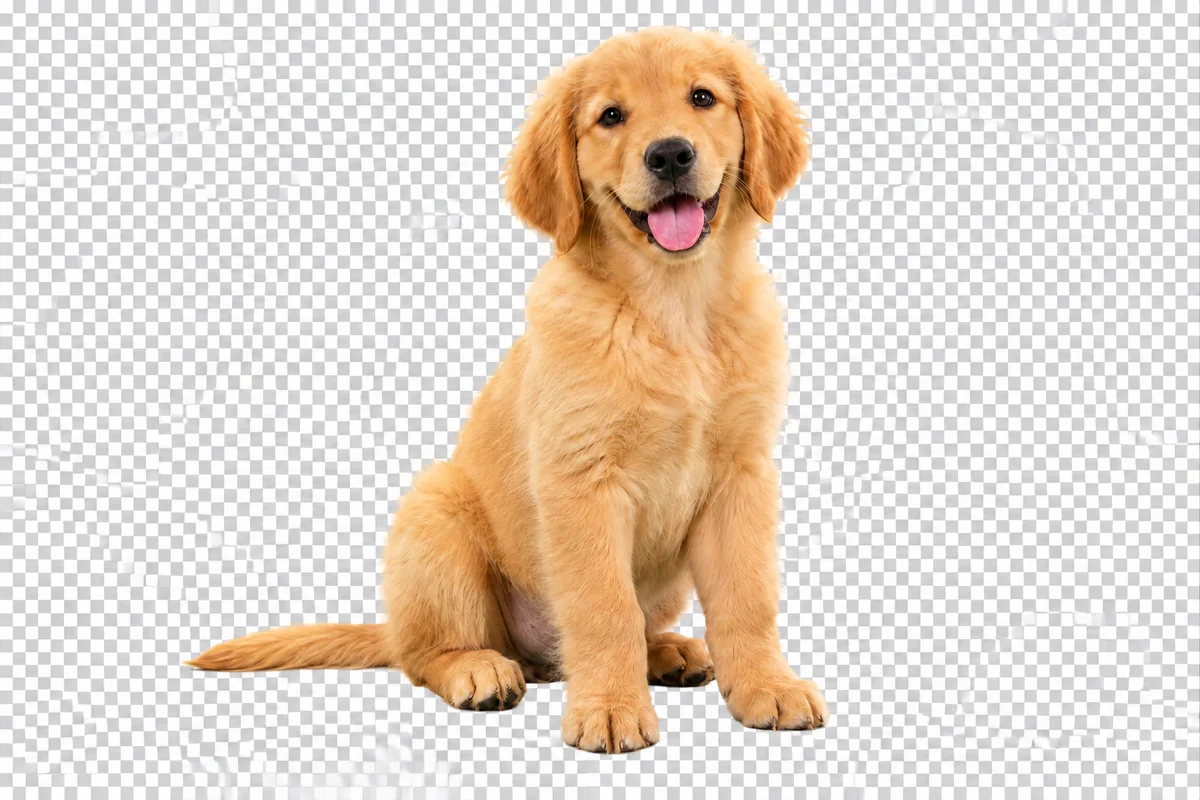 Fluffy Dog